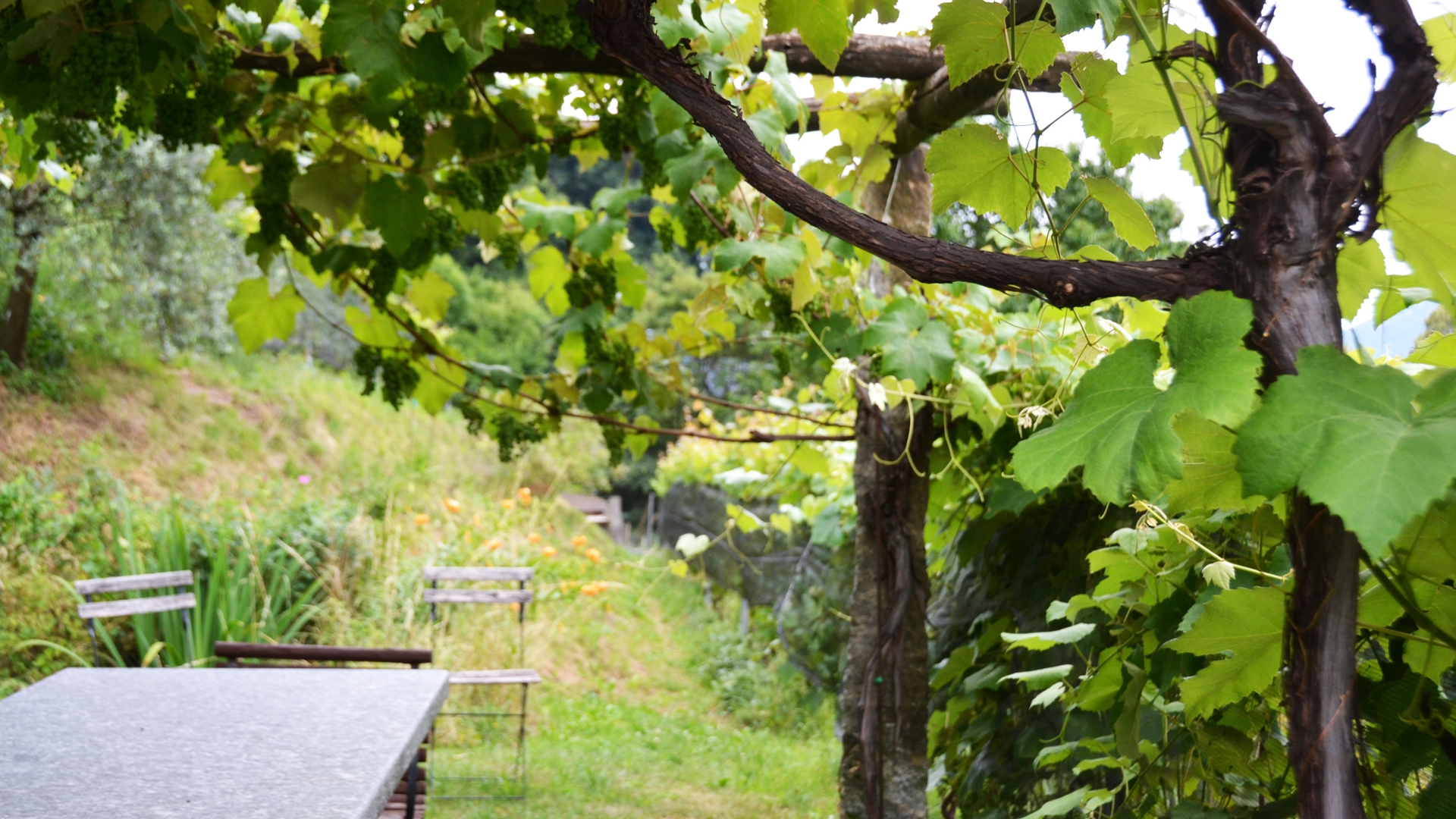 L’Azienda Agricola Bianchi, in Val Mara
