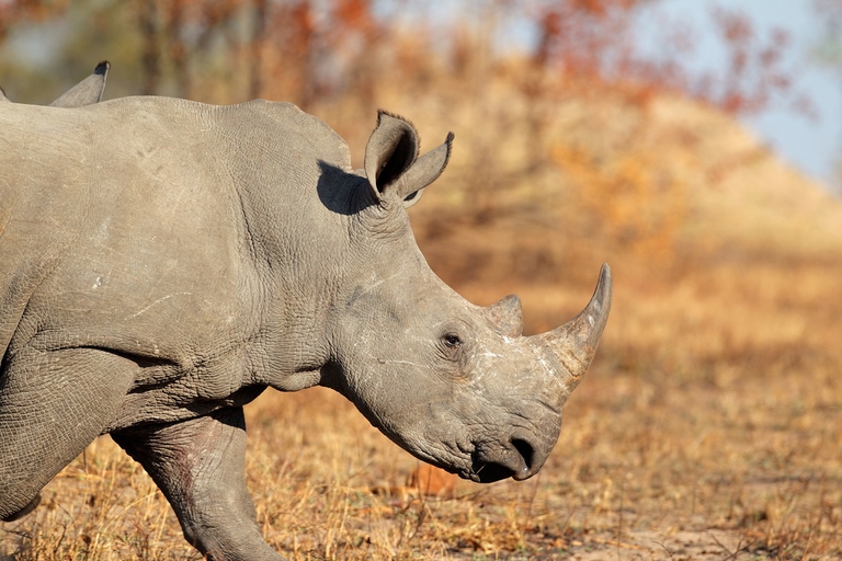 Rinoceronte  in Sudafrica