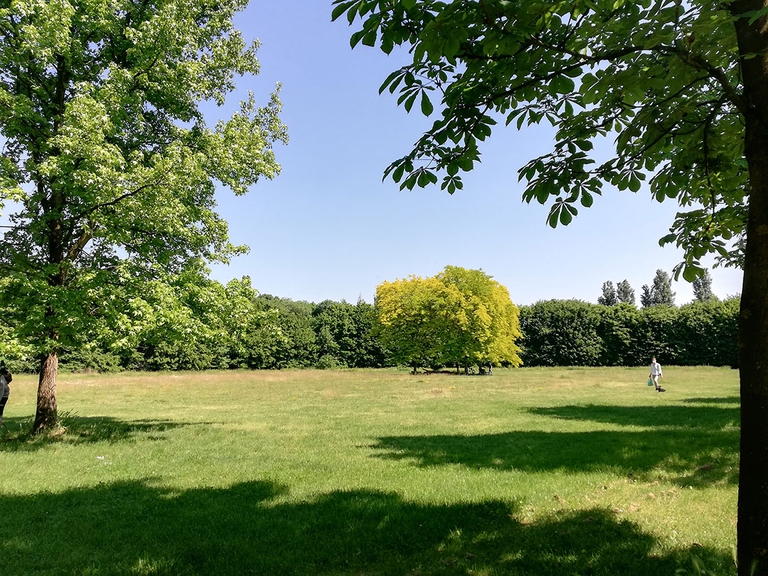 per un futuro sostenibile è fondamentale espandere le foreste urbane