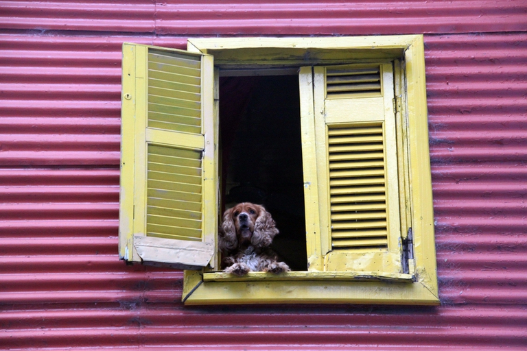 Dog in the open window of house in Buenos Ayeres