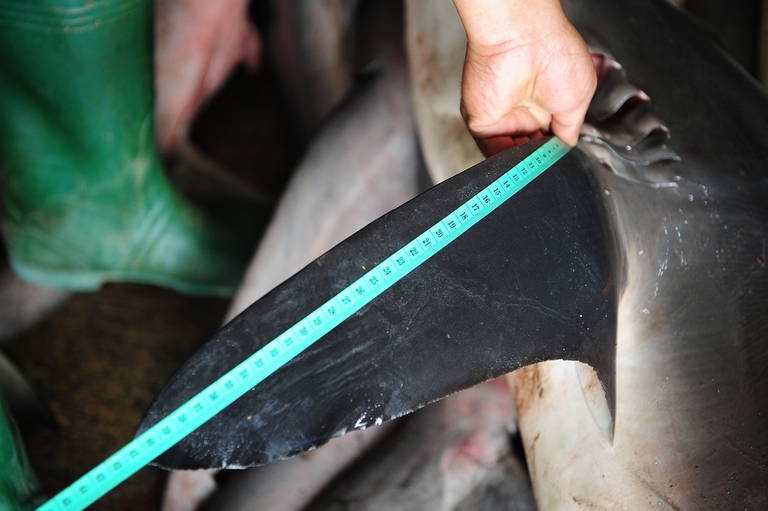 Un uomo misura la pinna di uno squalo