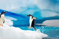 Researchers are looking for volunteers to look at pictures of penguins in Antarctica
