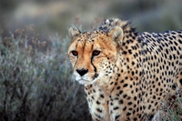 Asiatic cheetahs are desperately racing toward extinction
