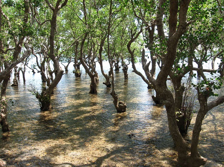 foresta di mangrovie