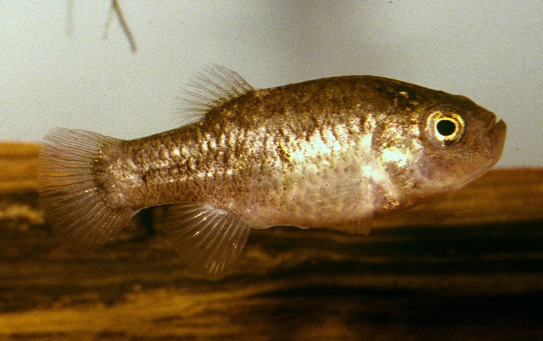 Ciprinodonte Catarina