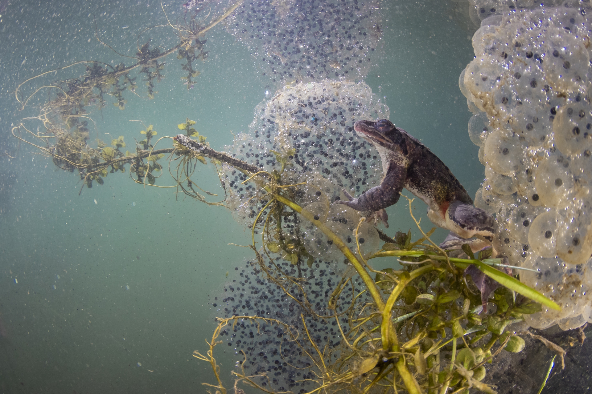 Parco nazionale delle Foreste Casentinesi, Monte Falterona, Campigna, di Fabio Savini