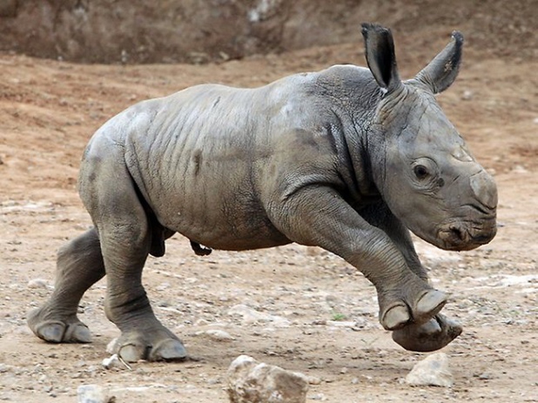 cucciolo di rinoceronte