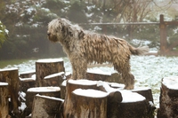 Pastore bergamasco, un antico cane lombardo da riscoprire