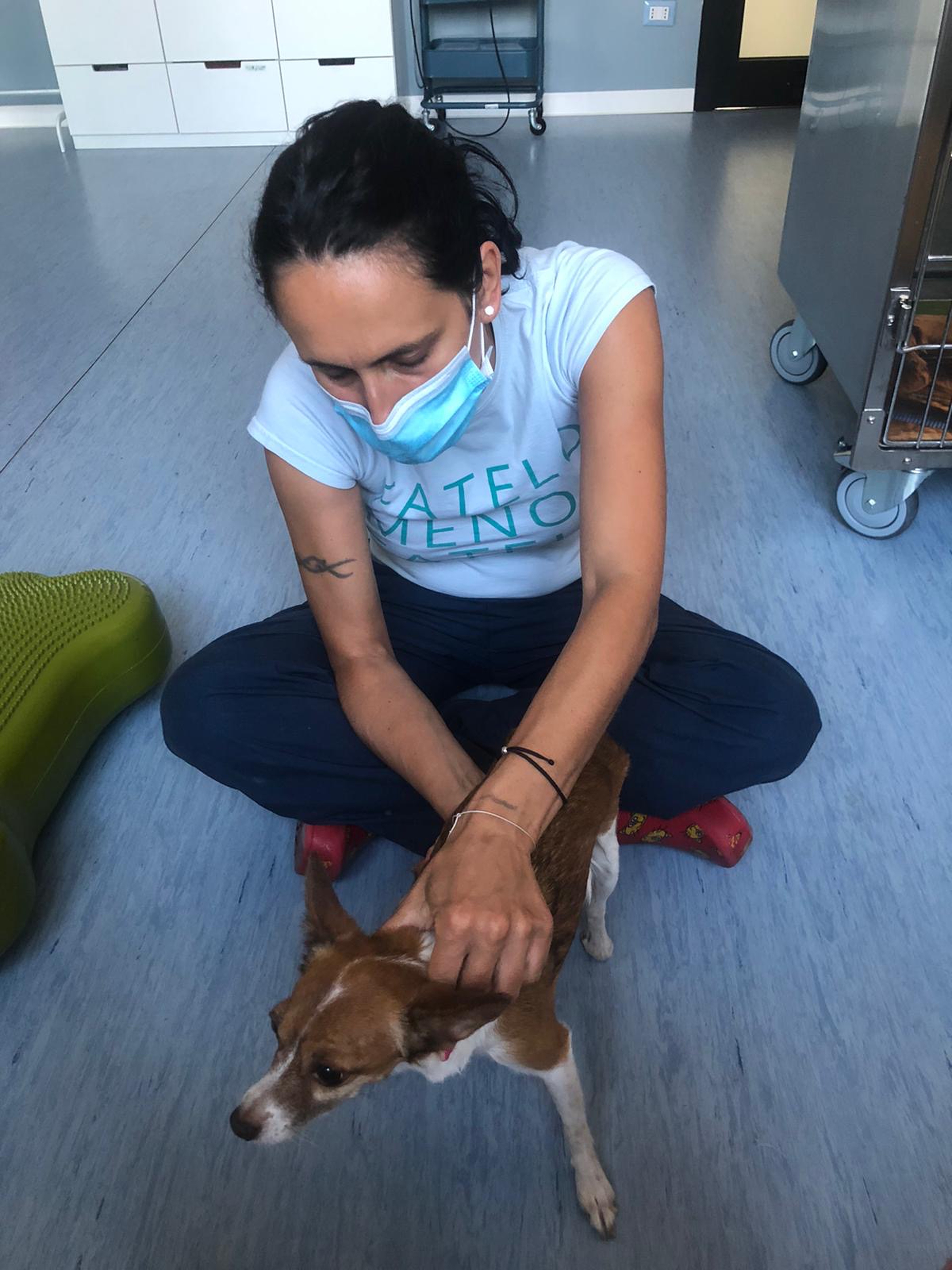 Osteopatia veterinaria