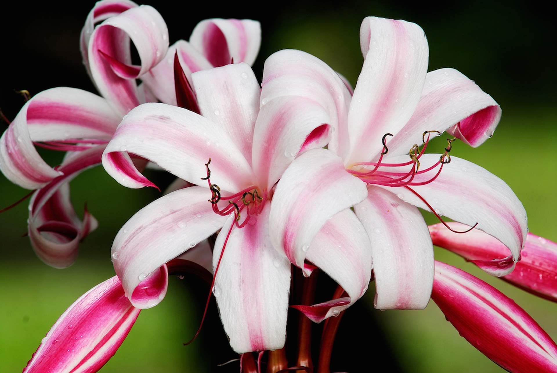 La flora delle Seychelles