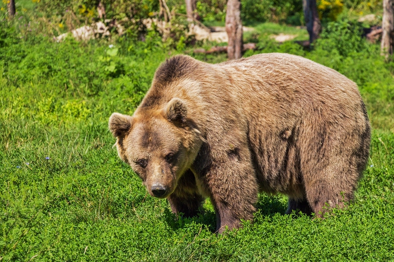 orso in prato
