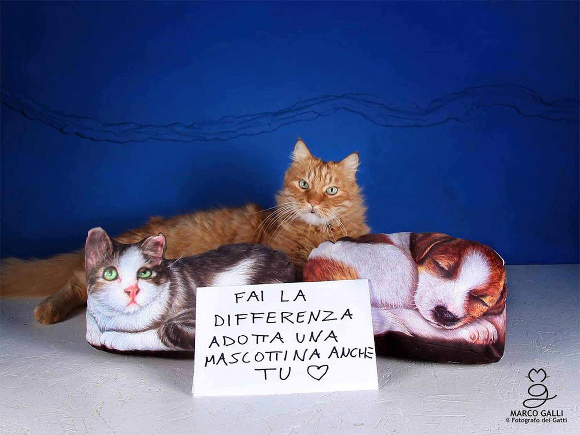 Adotta le Mascottine, la foto di Marco Galli