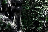 Sumatra, no alla grande centrale idroelettrica nel rifugio di tigri, elefanti e rinoceronti