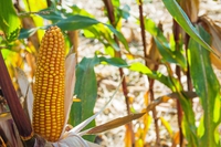 Ogm, Corte Ue sul caso Fidenato: “Senza rischi l’Italia non può impedirne la coltivazione”