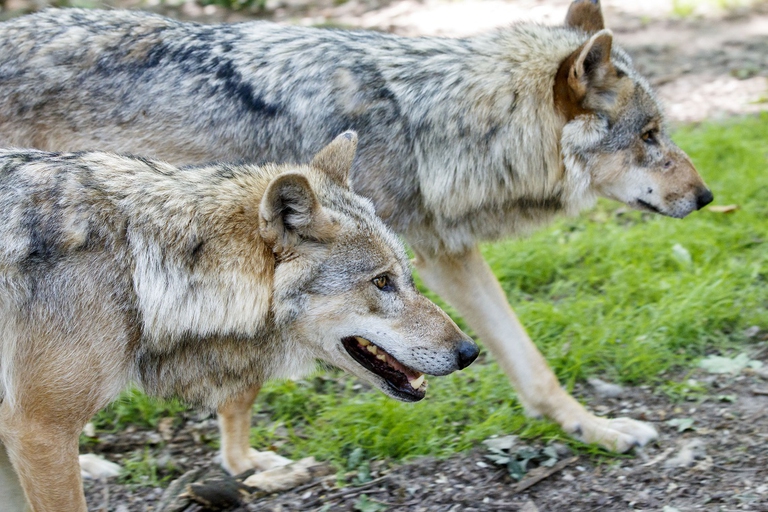 Selvaggi, la speranza del rewilding per un mondo migliore - LifeGate