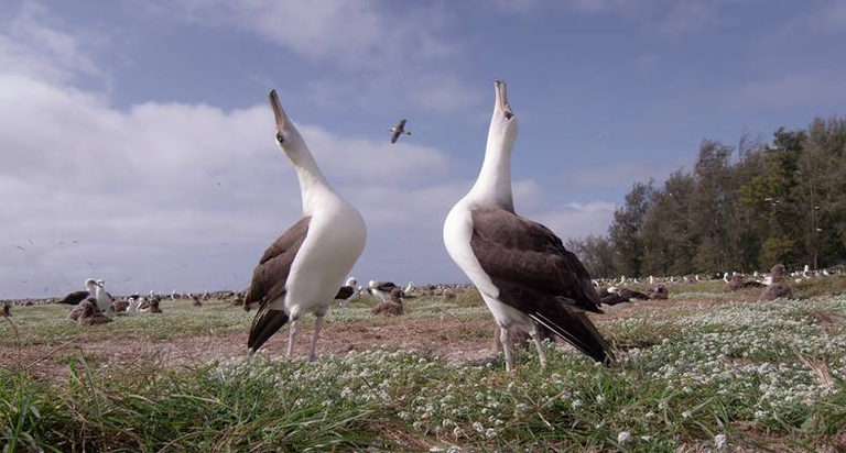 Albatross, il documentario di Chris Jordan