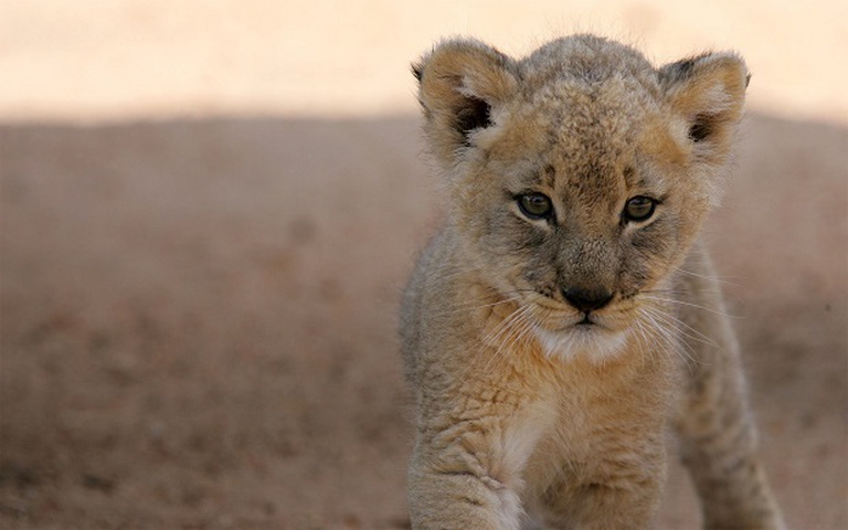 cute baby mammals