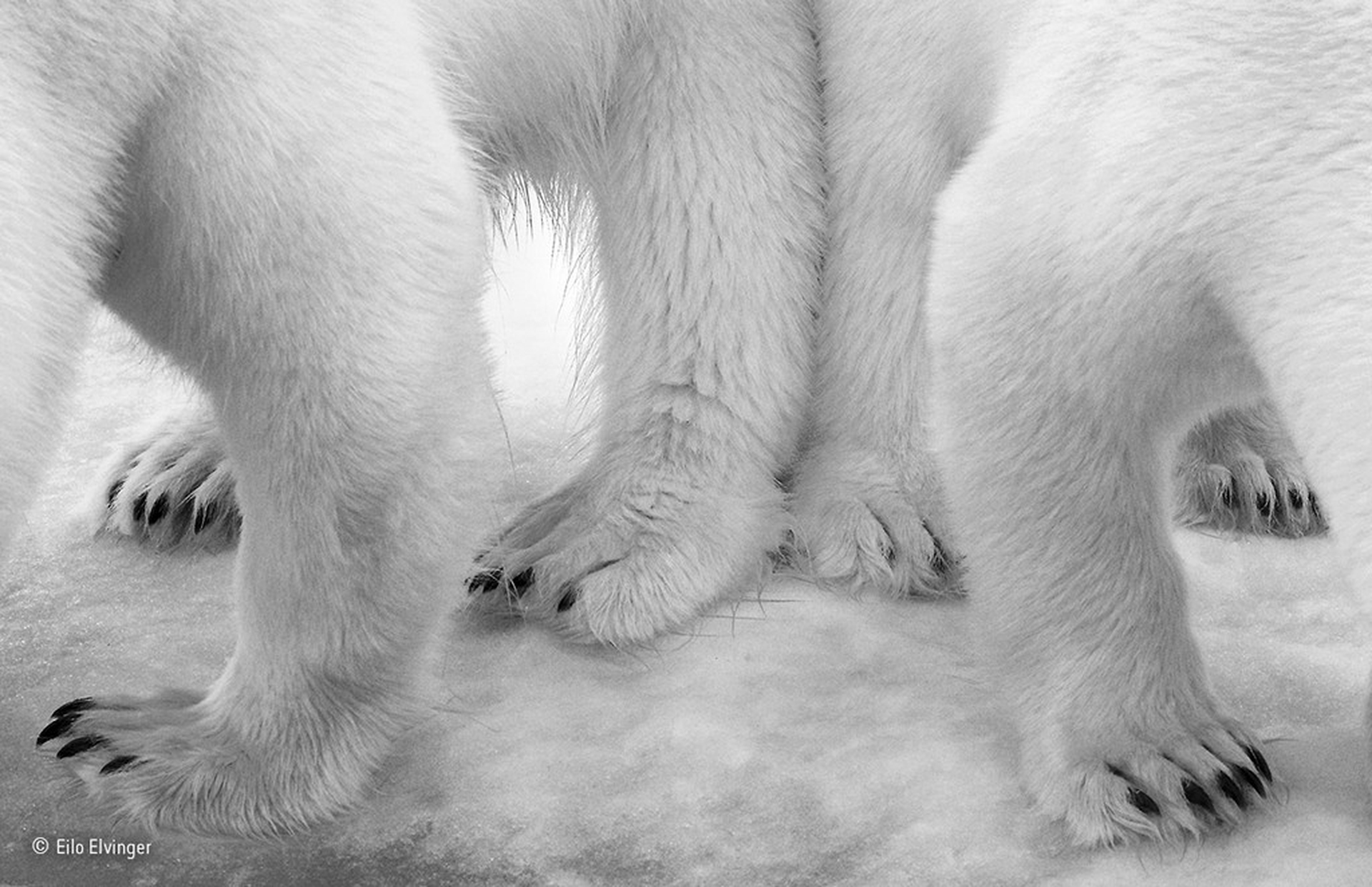Polar pas de deux © Eilo Elvinger/Wildlife Photographer of the Year