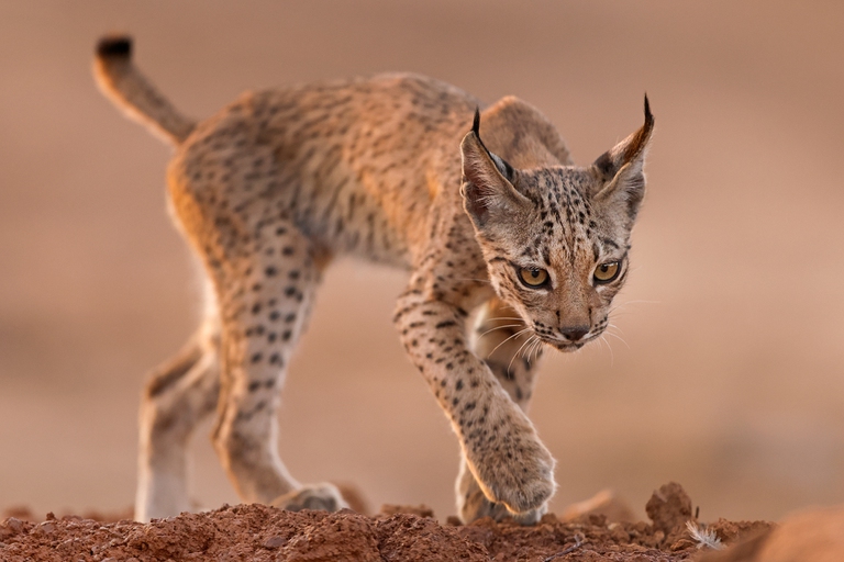 lince iberica