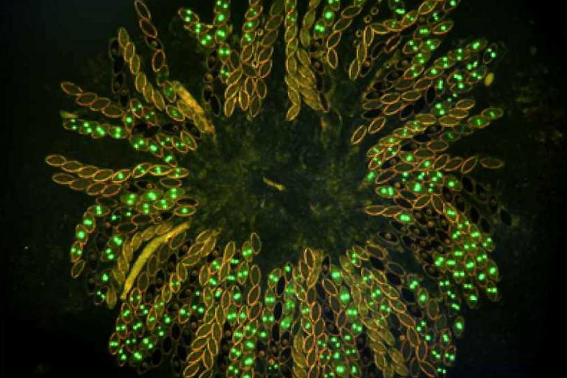 Dalla birra possono nascere le batterie per l'auto