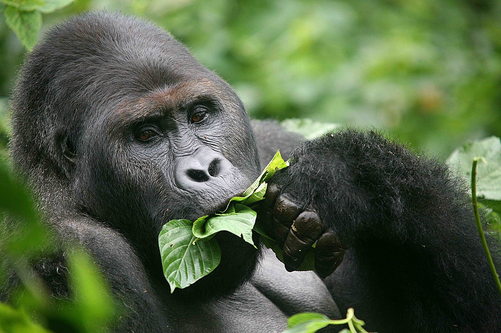 Gorillas could extinct within 10 years LifeGate