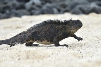 La miracolosa fuga della piccola iguana inseguita dai serpenti
