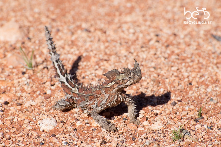 thorny devil drago australia