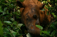 C’è ancora speranza per l’ultima femmina di rinoceronte di Sumatra della Malesia