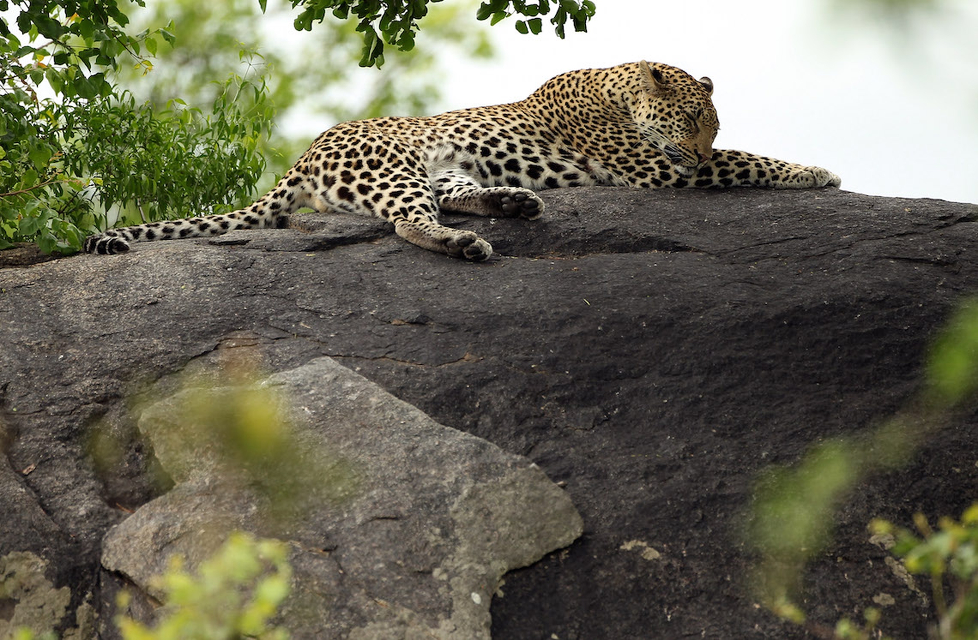 Le popolazioni di leopardo sono diminuite drasticamente