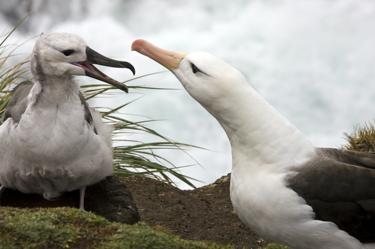 Due albatri sopracciglio nero in una colonia sulle isole Falkland