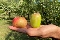 Franca, gli agricoltori custodi e la Garfagnana: una storia agricola di matematica resistenza