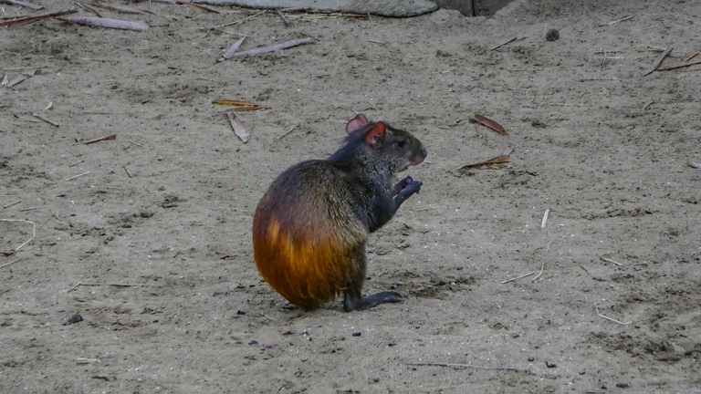 disseminazione dei mammiferi