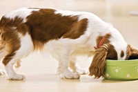 ADoC lancia la linea bio di alimenti per cani e gatti