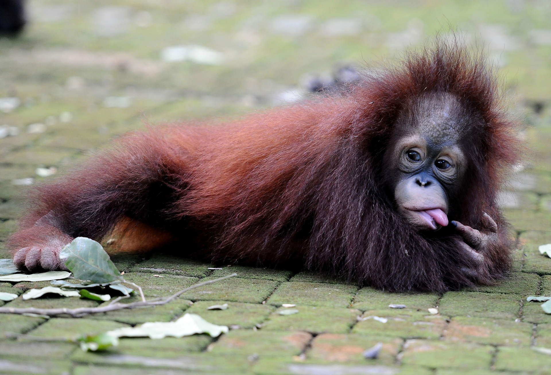 Damai e Rizki, due cuccioli di orango tornano il libertà
