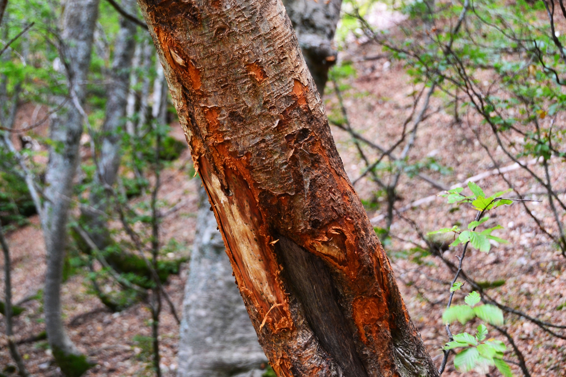 orso parco nazionale abruzzo