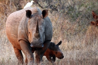South Africa reintroduces its rhino horn trade