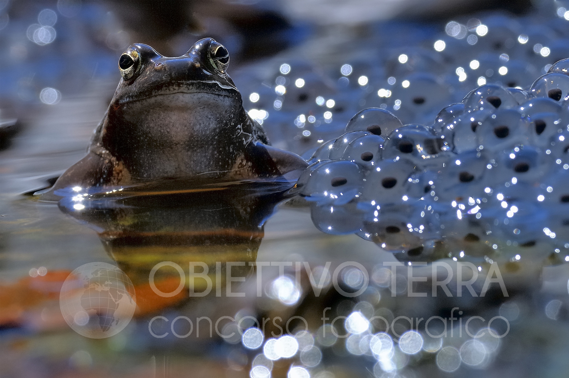 URBINI (Animali) Obiettivo terra 2021