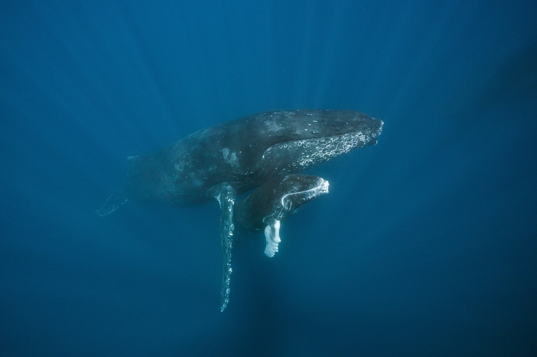 Megattera con il suo piccolo
