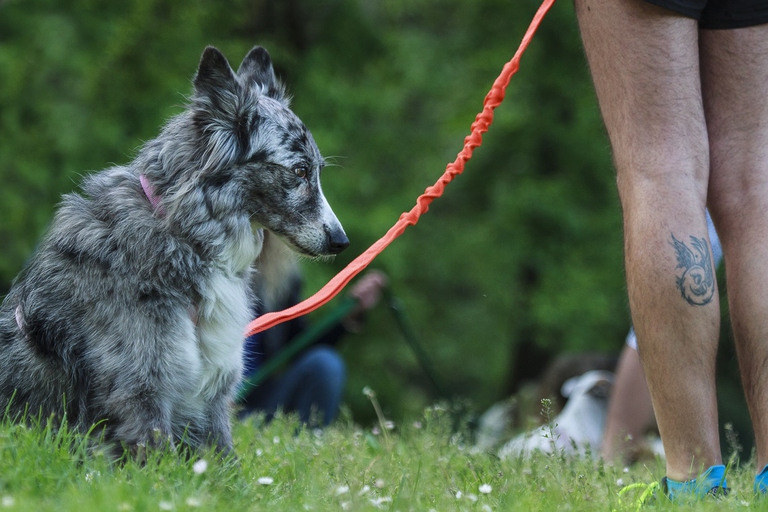 CXane partecipante a My running dog