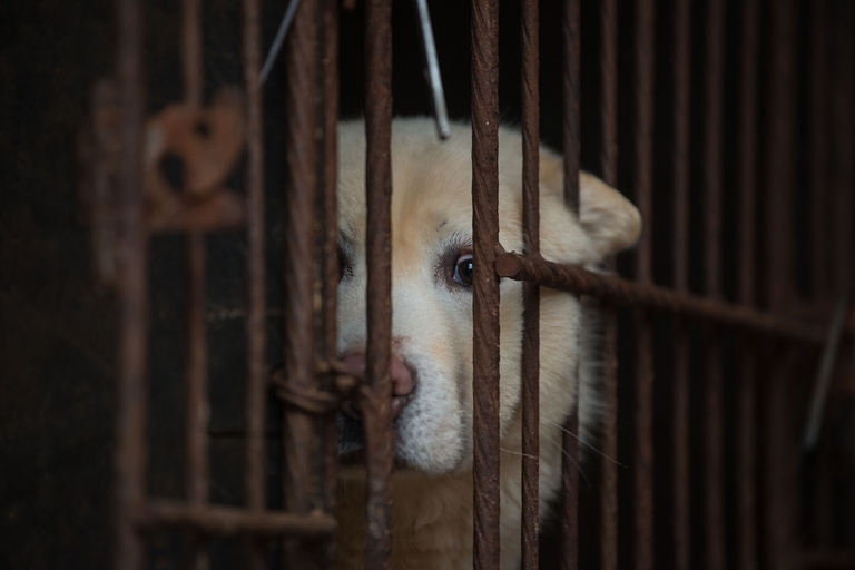 south korea dog meat consumption