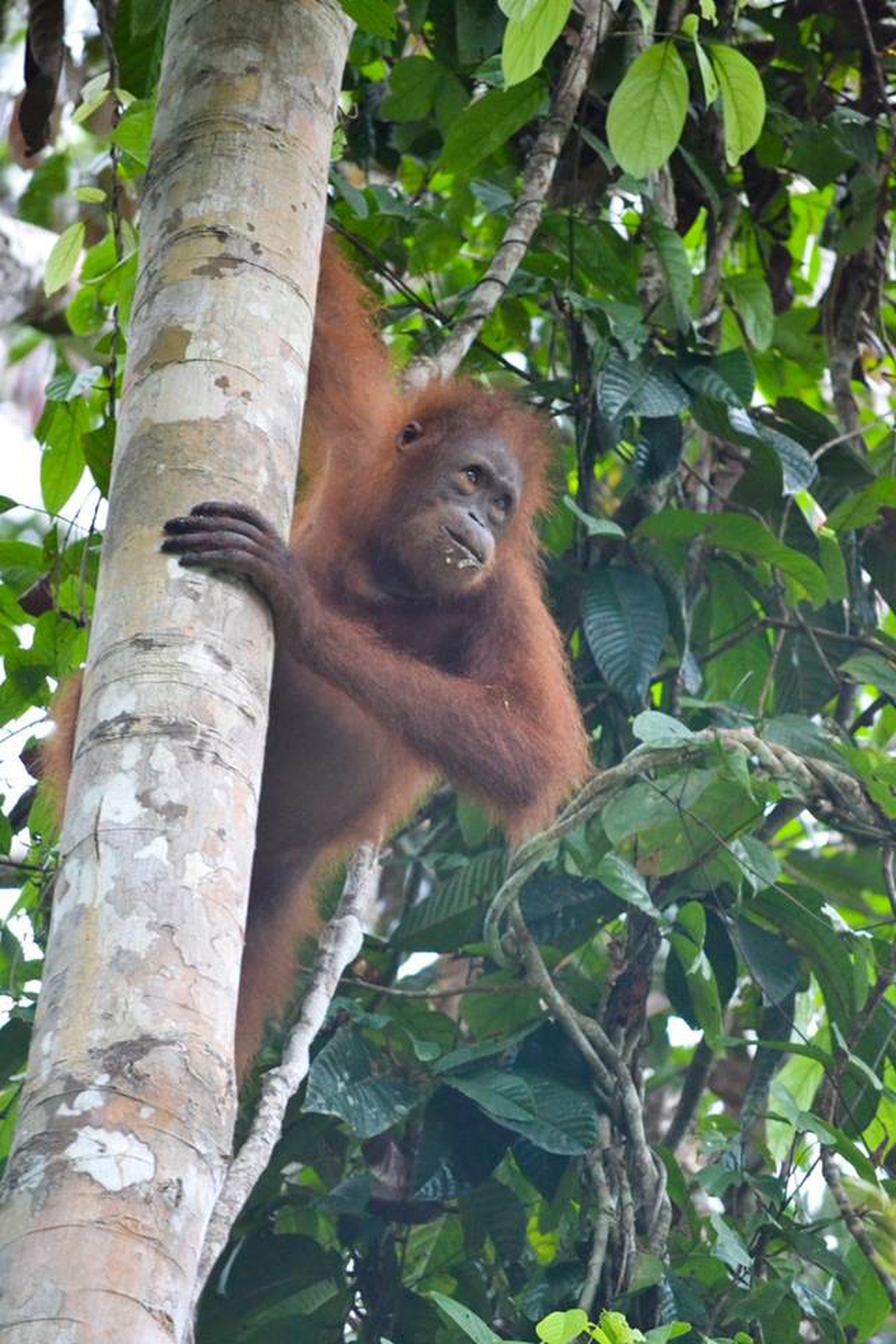 Sepilok Orangutan Rehabilitation Centre