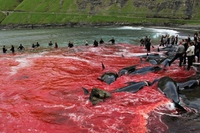 Raccolte 60mila firme per fermare il massacro nelle Isole Faroe