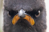 Rivelati i primi scatti del Comedy wildlife photography awards 2021