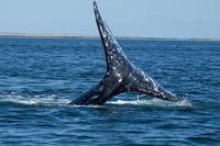L’incredibile migrazione da record della balena grigia