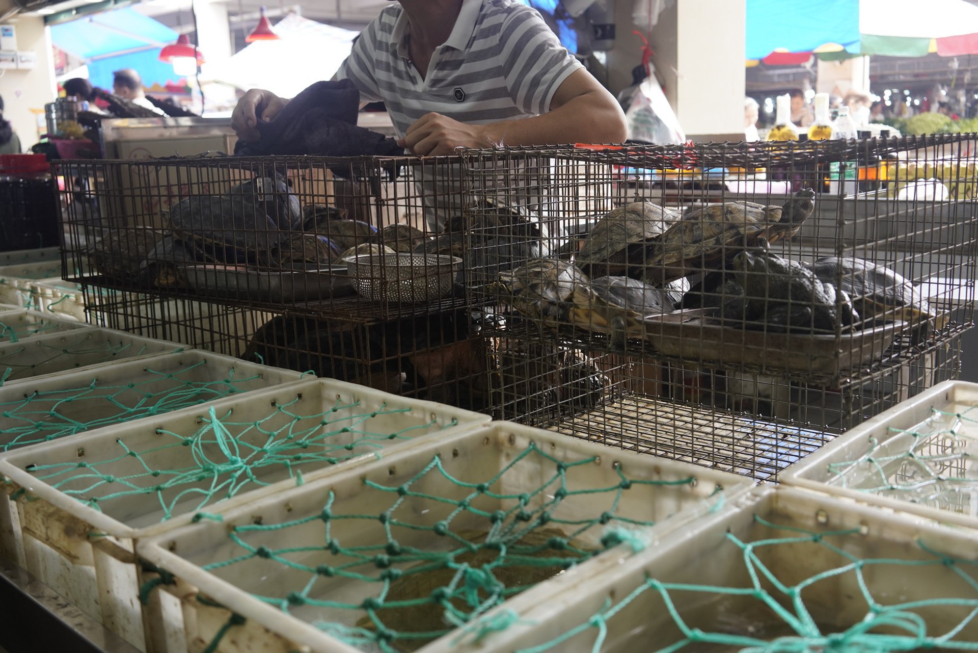 Un’immagine dai wet market in Cina