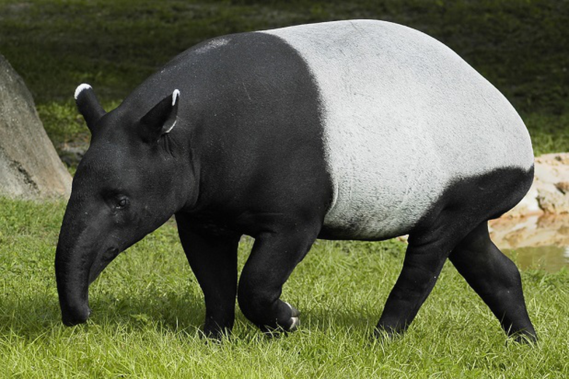 Название крупного млекопитающего. Чепрачный тапир. Непарнокопытные тапиры. Чепрачный тапир Tapirus indicus. Малайский чепрачный тапир.