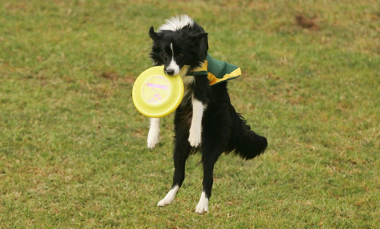 Border collie che gioca con il frisbee