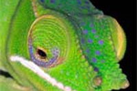 Scherzi della natura? No, gli animali più strani del 2011