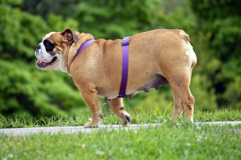 I cani obesi appartengono spesso a razze specifiche, come questa bulldog inglese con qualche chilo in più