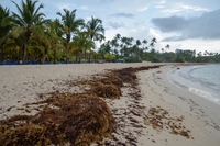 Il sargasso soffoca le coste caraibiche. Tra le cause, agricoltura e clima
